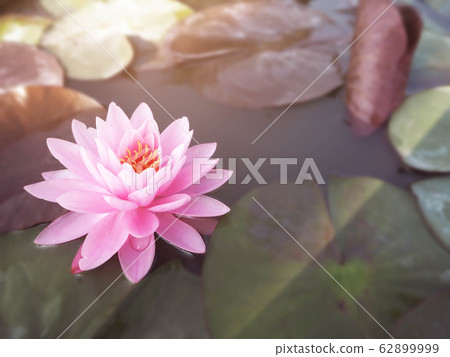 Beautiful lotus flower, lily water Beautiful lotus flower, lily water 62899999