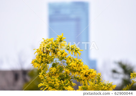 Acacia and Harukas Acacia and Harukas 62900044