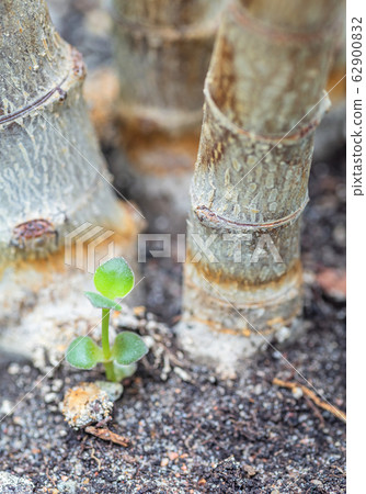 Crassula Ovata Jade tree Money tree home succulent 62900832