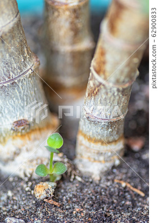 Crassula Ovata Jade tree Money tree home succulent 62900833