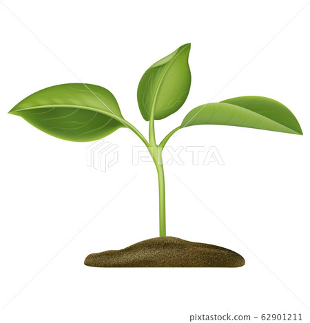 Realistic Detailed 3d Green Plant Seedling Growing in Soil. Vector 62901211