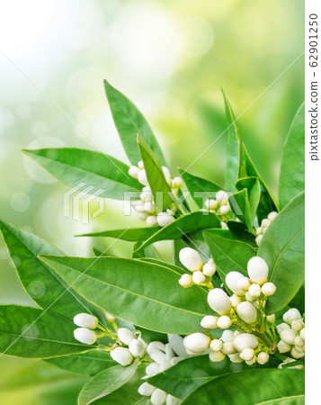 Orange flowers spring vertical background 62901250