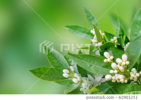 Orange flowers and buds spring horizontal 62901251