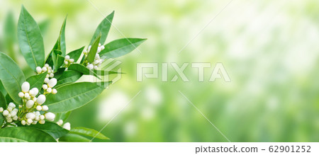 Orange tree white fragrant flowers and buds spring 62901252