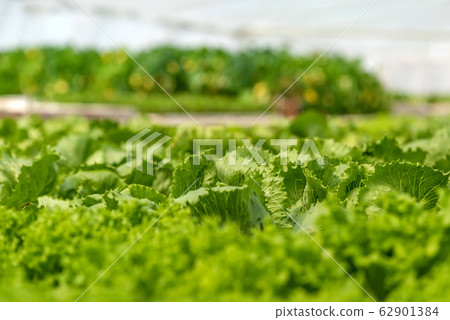 Organic hydroponic vegetable cultivation farm. 62901384