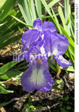 Iris pumila known as pygmy or dwarf iris - natural hybrid 62901677