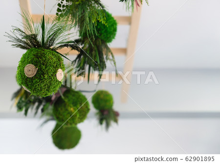 Kokedama plant in ball with fern at ceiling 62901895