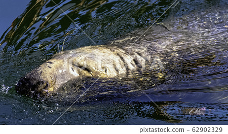 Grey seal (Halichoerus grypus) swimming in Baltic Sea - Hel, Pomerania, Poland 62902329
