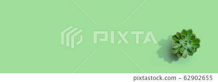 Succulent plant in a pot 62902655