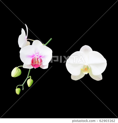 White orchid flower isolated on black background White orchid flower isolated on black background 62903162