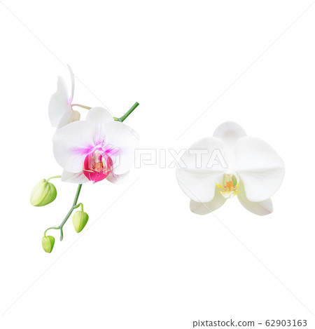 White orchid flower isolated on white background White orchid flower isolated on white background 62903163