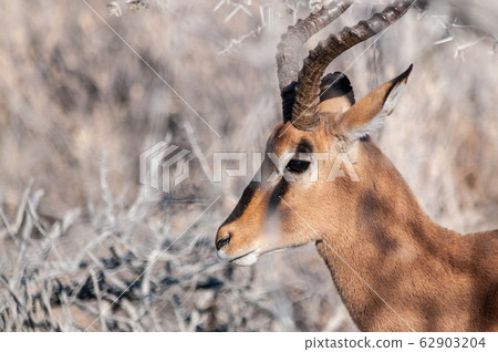 An impala hiding behind the bushes 62903204