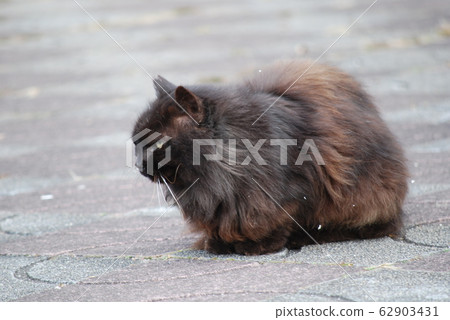 Stray cat Stray cat 62903431
