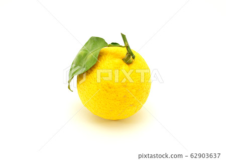 Yuzu Yuzu Yuzu Yuzu Yuzu Yuzu 62903637