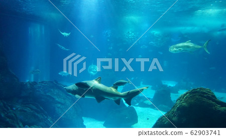 水族館 水族館 62903741