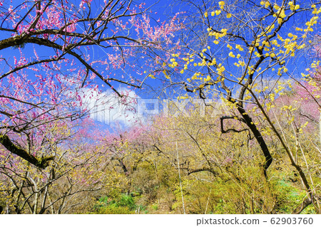 藍天，紅李子和蠟梅花 62903760