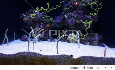 Chinese eel Chinese eel 62903787