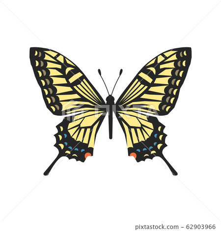 Swallowtail butterfly - Stock Illustration [62903966] - PIXTA