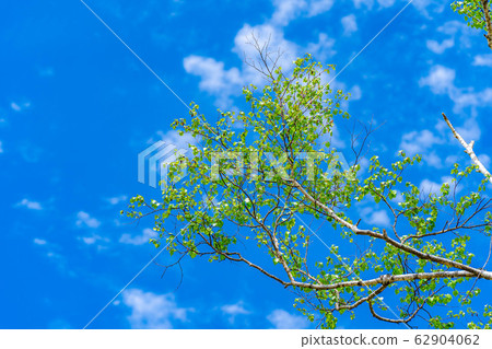 Fresh green and blue sky of birch [Nagano Prefecture] 62904062