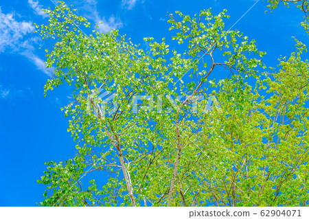 Fresh green and blue sky of birch [Nagano Prefecture] 62904071