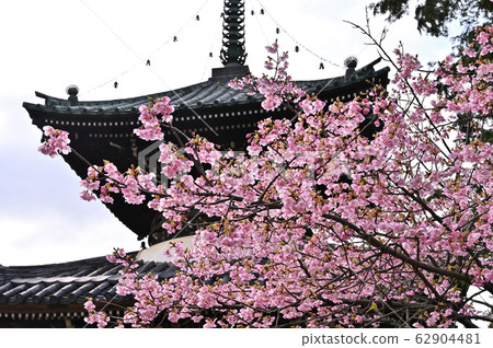 雨後盛開的河津櫻花 62904481