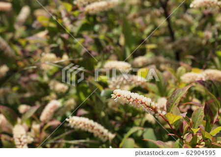 Cobanosuina花 62904595