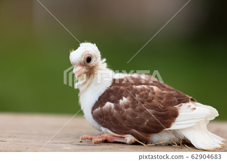 pigeon chick on the farm 62904683