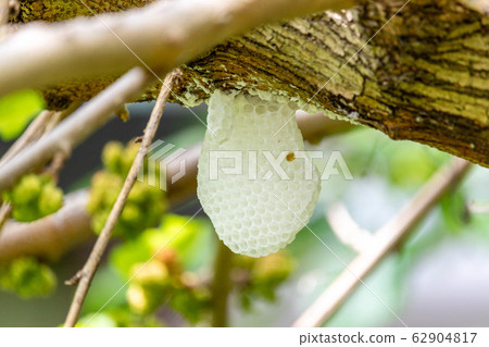 Nest after bee of Japanese honey bee Nest after bee of Japanese honey bee 62904817