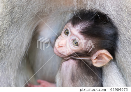 Baby monkey hiding and sucking mother's chest Baby monkey hiding and sucking mother's chest 62904973