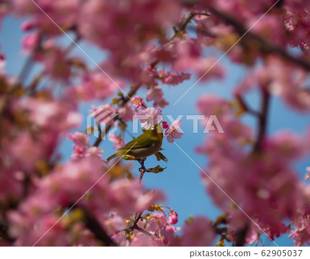 White-eye in the cherry blossoms 62905037