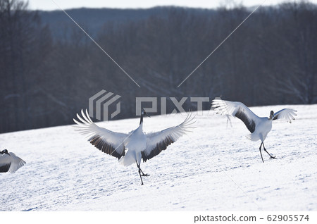 A group of crane cranes that flew to the feeding ground (Tsurui, Hokkaido) 62905574