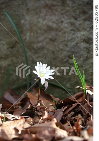野雞的花 野雞的花 62905799