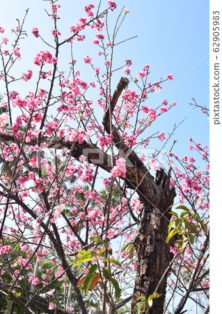 在沖繩那霸的一個公園裡盛開的猩紅色櫻花 62905983