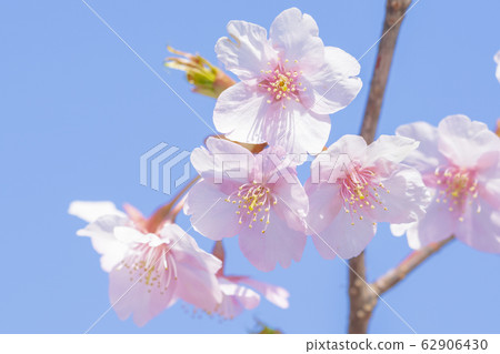 京都淀道中的川津櫻花 62906430