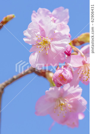 京都淀道中的川津櫻花 京都淀道中的川津櫻花 62906431