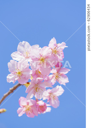 Kawazu cherry blossoms in the Yodo waterway in Kyoto Kawazu cherry blossoms in the Yodo waterway in Kyoto 62906434