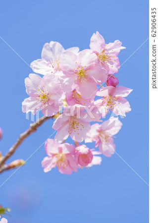 Kawazu cherry blossoms in the Yodo waterway in Kyoto Kawazu cherry blossoms in the Yodo waterway in Kyoto 62906435