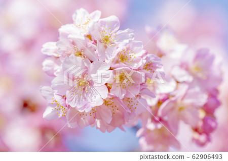 Kawazu cherry blossoms in the Yodo waterway in Kyoto Kawazu cherry blossoms in the Yodo waterway in Kyoto 62906493