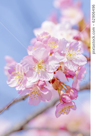 Kawazu cherry blossoms in the Yodo waterway in Kyoto Kawazu cherry blossoms in the Yodo waterway in Kyoto 62906496