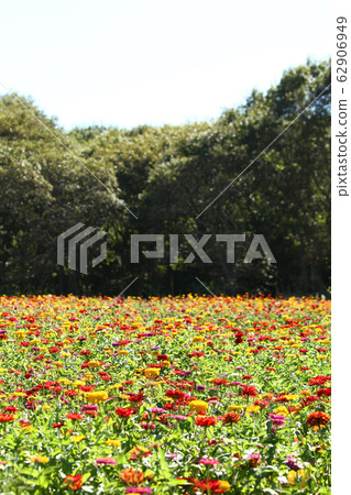 Botany flower Botany flower 62906949