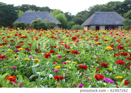 Old house with flowers of Zinnia 62907262