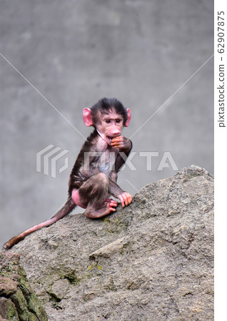 小狒狒 小狒狒 62907875