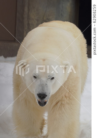 札幌丸山動物園北極熊 札幌丸山動物園北極熊 62908259