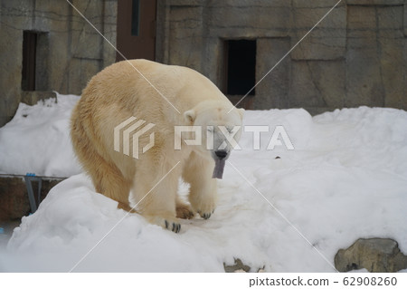 札幌丸山動物園北極熊 札幌丸山動物園北極熊 62908260