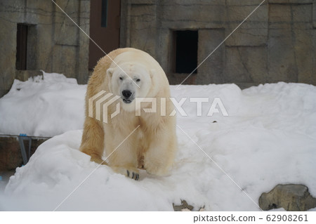 札幌丸山動物園北極熊 62908261