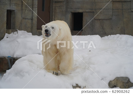 札幌丸山動物園北極熊 札幌丸山動物園北極熊 62908262