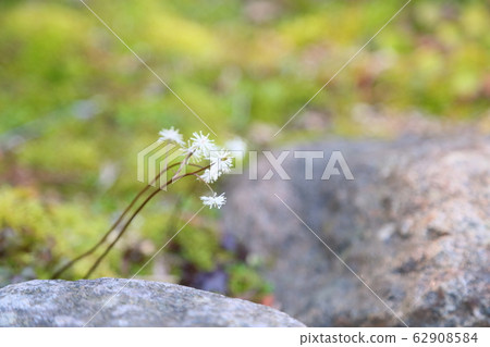 Seri bauren flowers Seri bauren flowers 62908584