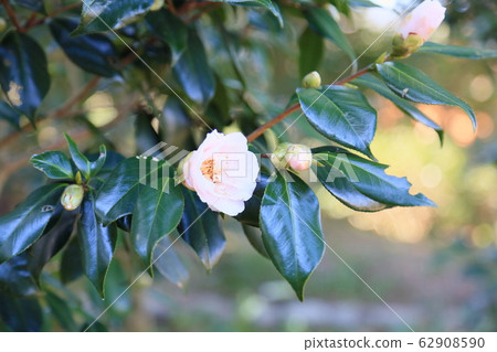 Camellia flower Tianjin girl Camellia flower Tianjin girl 62908590