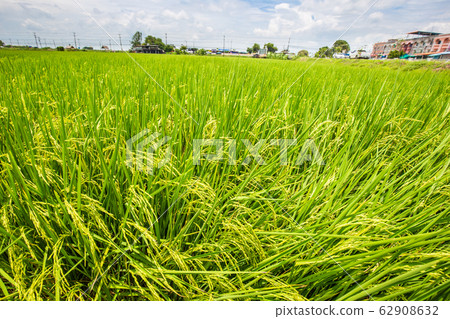 Paddy rice plantation field ready for harvest Paddy rice plantation field ready for harvest 62908632