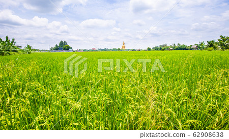 Paddy rice plantation field sunny day blue sky 62908638